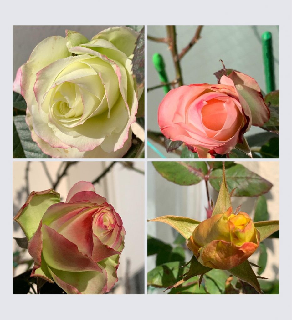 春の陽射しを待ち侘びた薔薇の花達