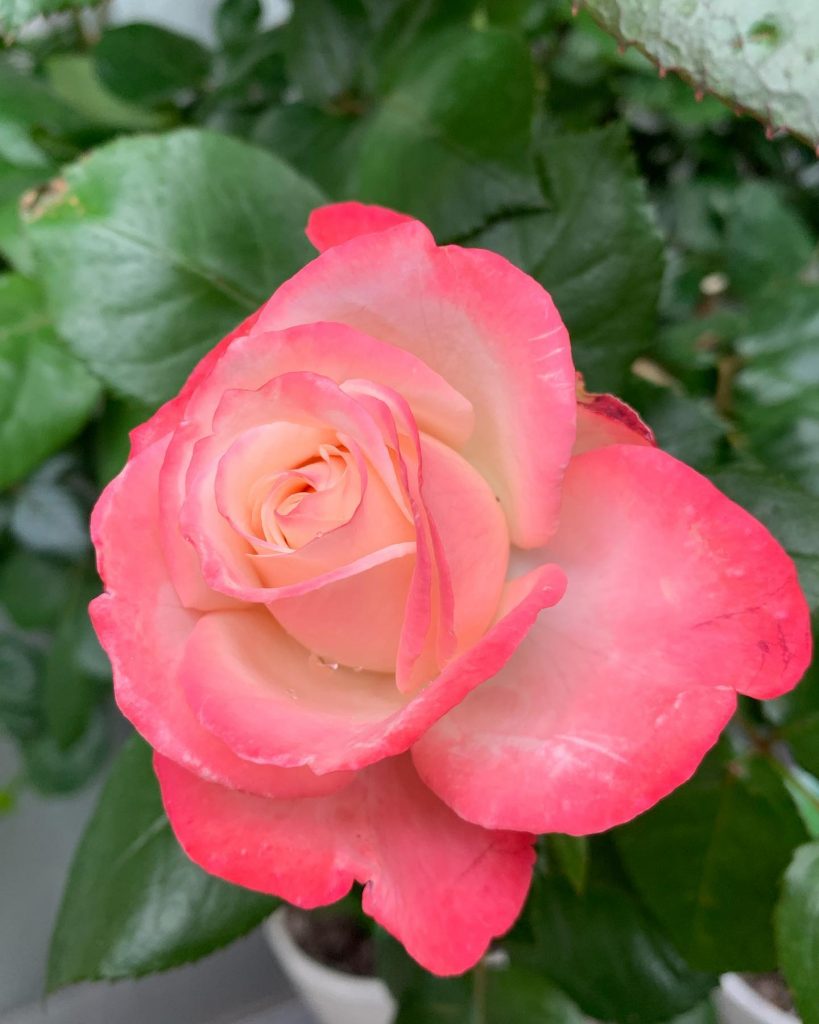 #ベランダ鉢植えの薔薇今年もたくさん咲いてます。