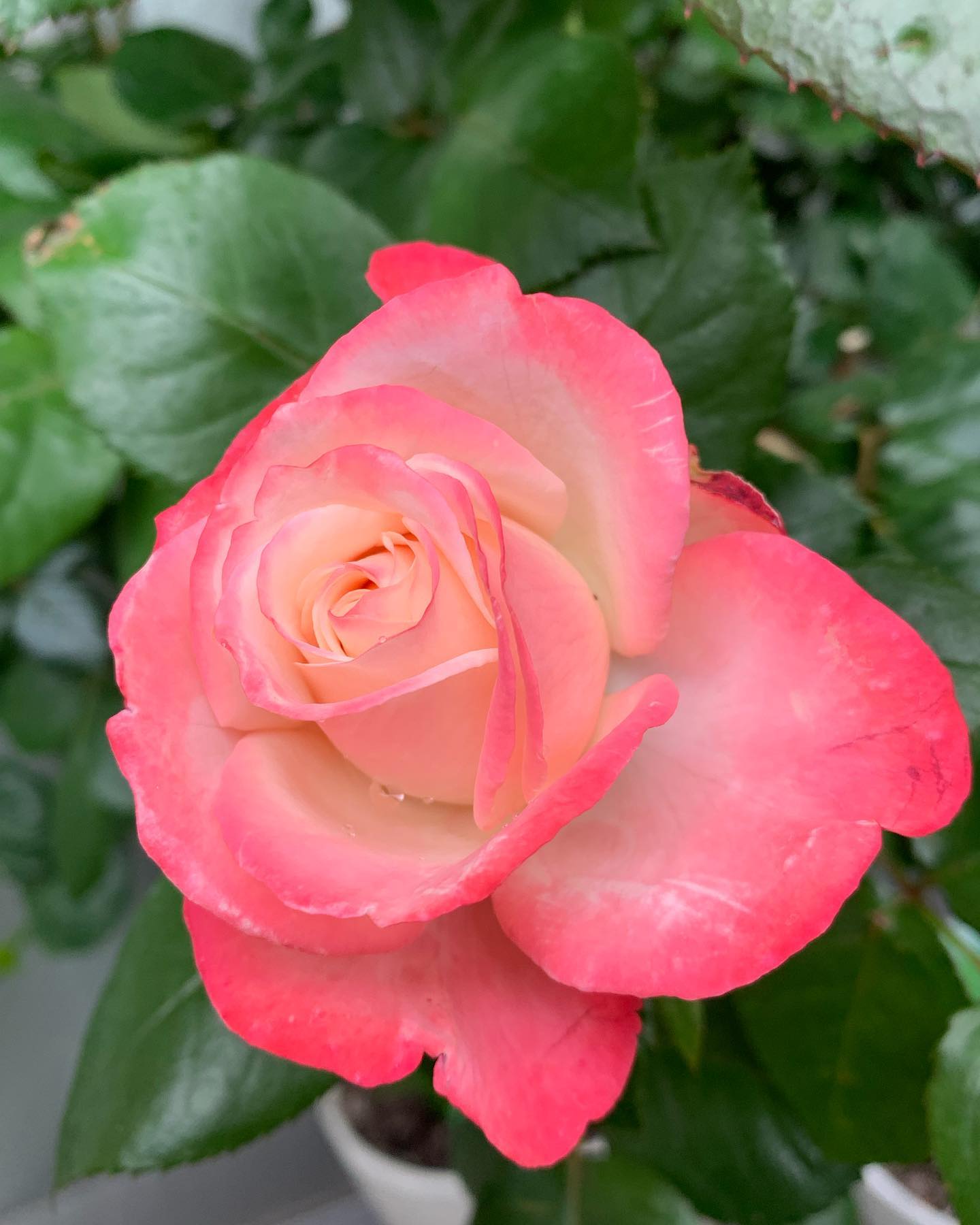 ベランダ鉢植えの薔薇今年もたくさん咲いてます