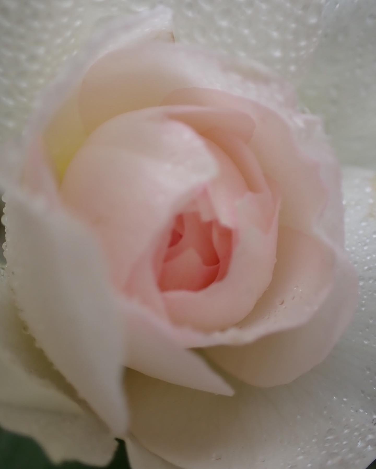 今朝の薔薇#薔薇好き　#今朝の薔薇#ボレロ　#癒し　#癒しの時間　#出逢いの意味　#前世の魂の記憶　#輪廻転生