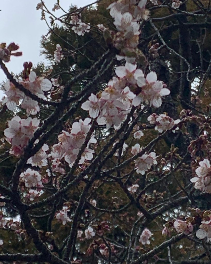 宮地嶽神社　河津桜咲いてた