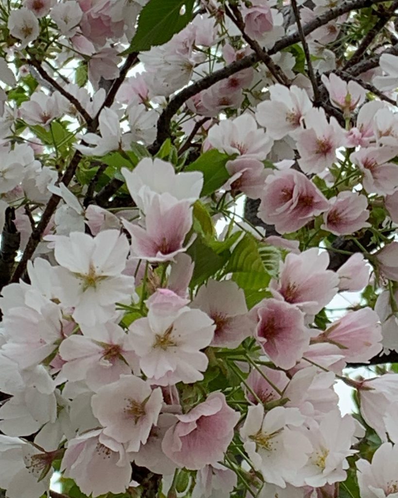 桜が咲いた