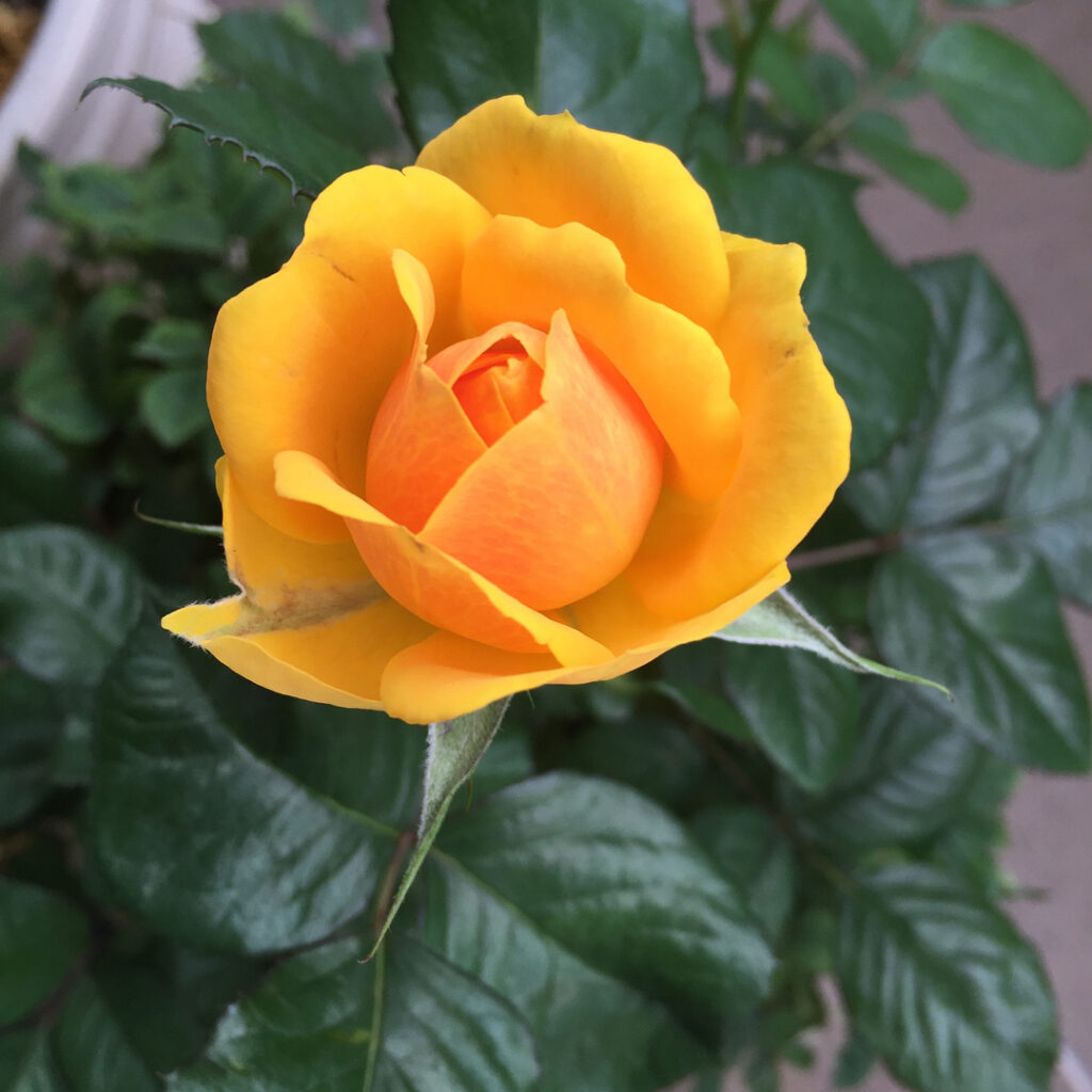 ベランダの鉢植え 薔薇の花が咲いた〜