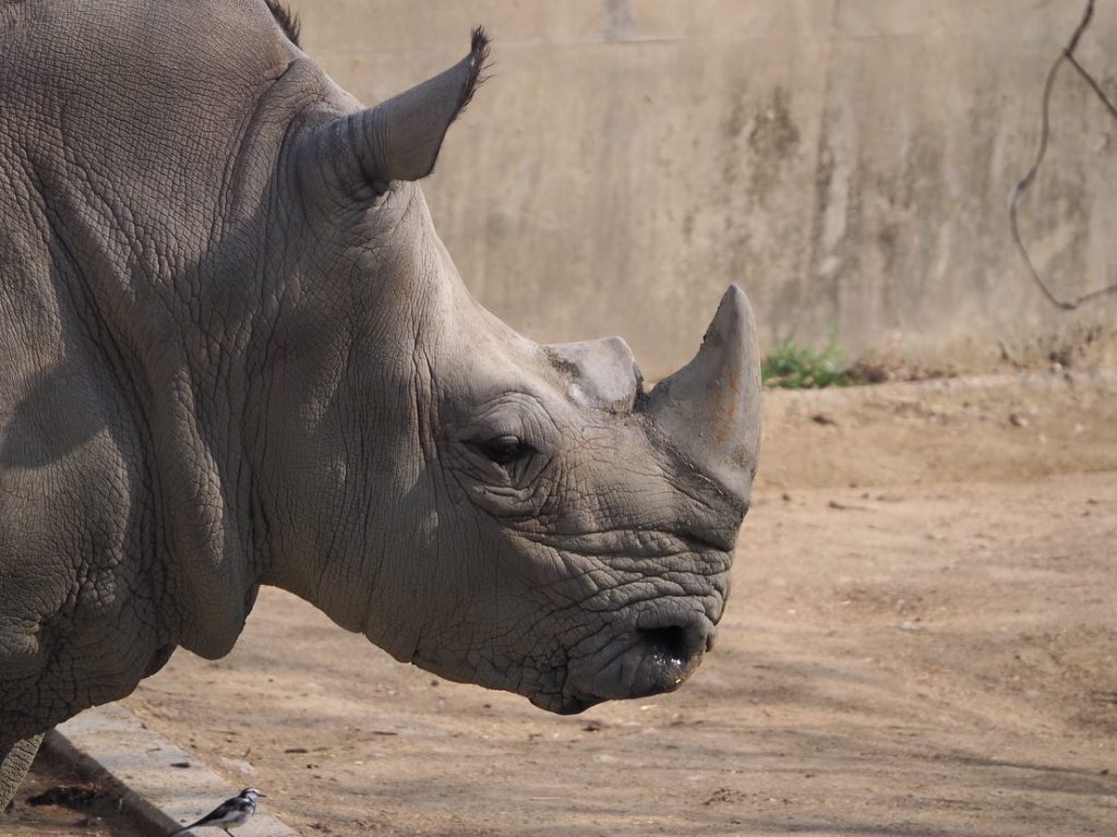 久し振りに動物園　散歩12000歩サイが泥だらけ女性の方がお世話されてました。