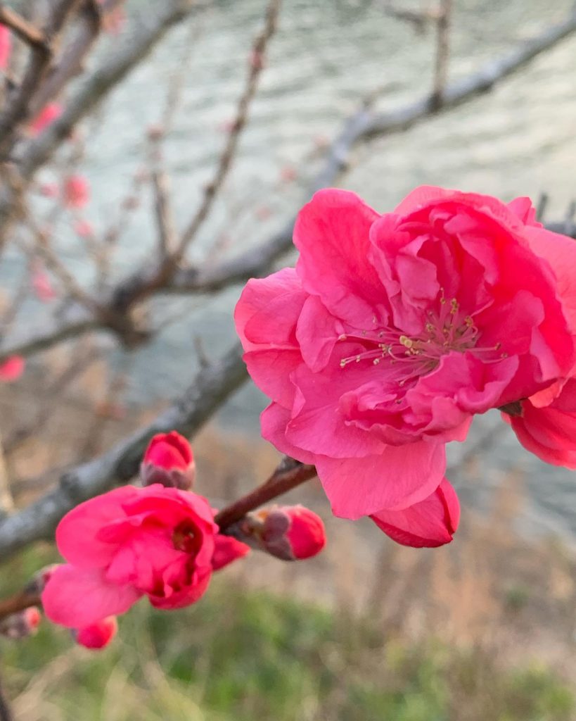 桃の花　咲いてた可愛い〜