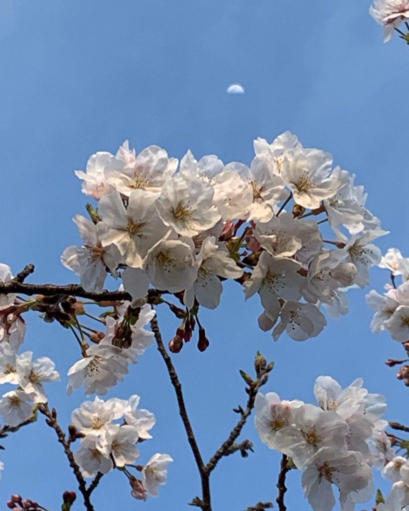 桜　青空に映える　薄桜色