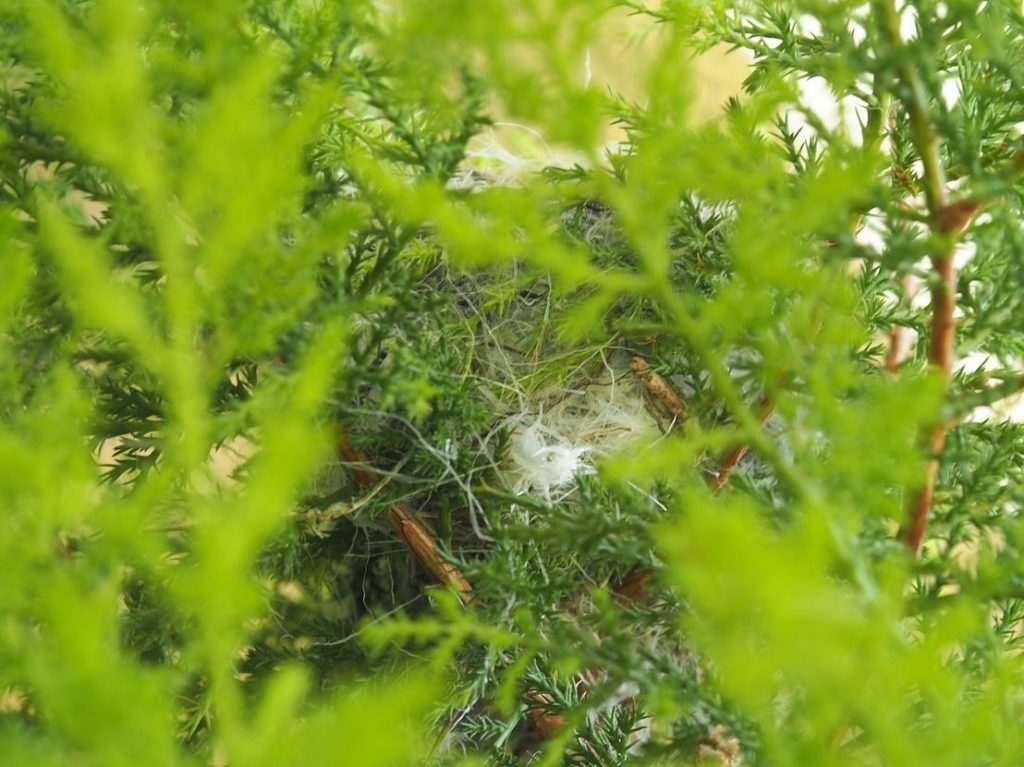 ベランダ鉢植えクレスト鳥さんの巣らしきもの?発見そおーっと覗くと卵?5個抱卵中 卵の形で鳥の種類調べ中