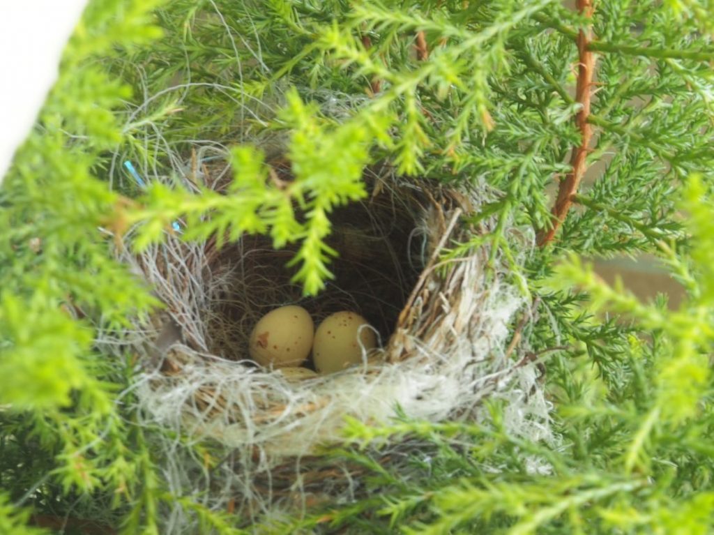 鳥の巣??5個の卵が見えました。