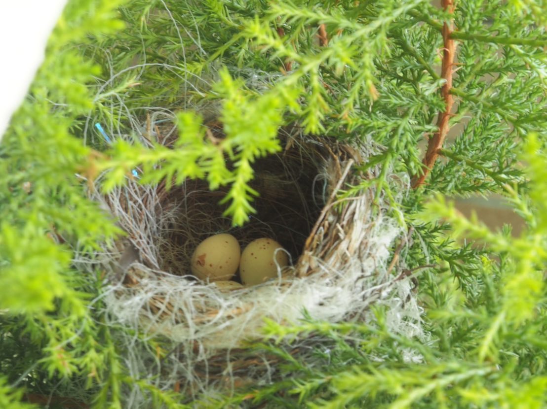 鳥の巣🪹🪺5個の卵が見えました。ベランダ鉢植えクレストのてっぺんに巣を作った鳥さん名前がわかりません。調べ中　どなたか教えてください。#鳥好きさんと繋がりたい #鳥の巣  #鳥好きさん #バードウォッチング  #野鳥　#ベランダ鉢植え