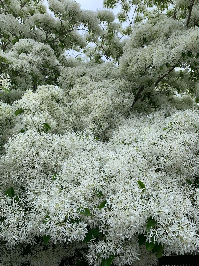 なんじゃもんじゃの花香りが素敵