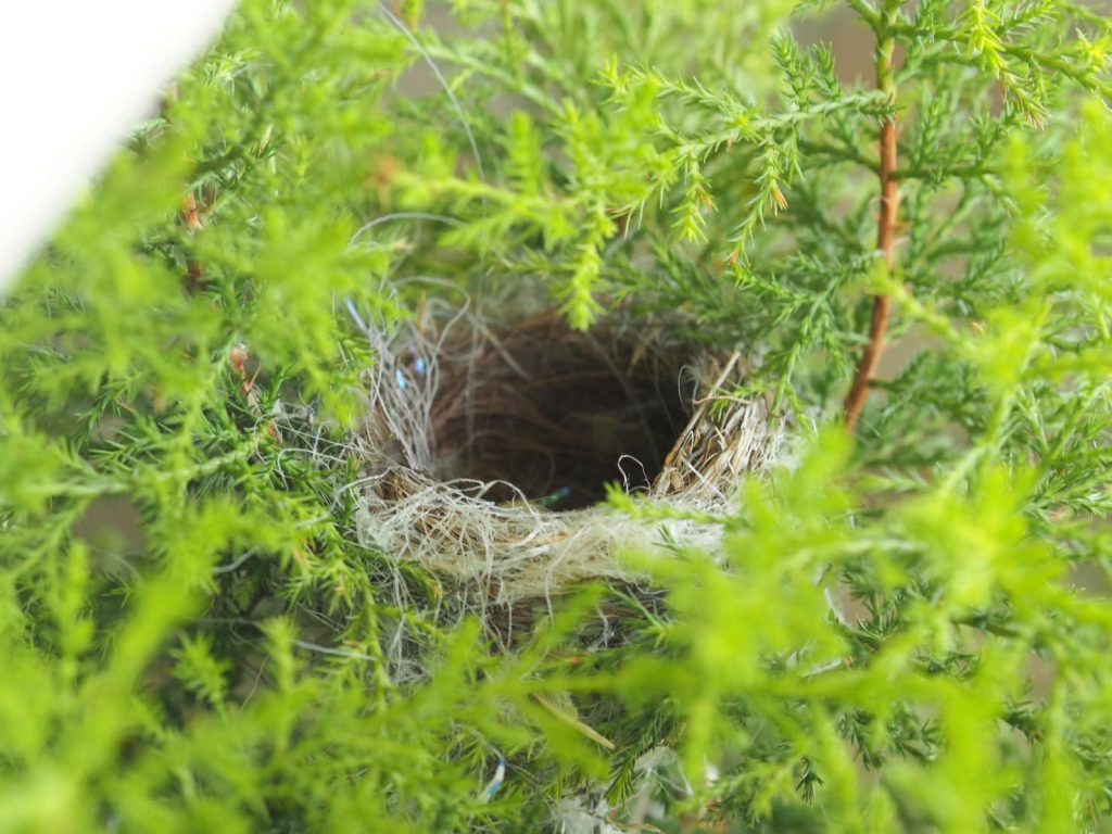 ベランダ鉢植えクレストの鳥の巣抱卵　羽化　2羽の親鳥は雛の餌を運んで忙しい〜