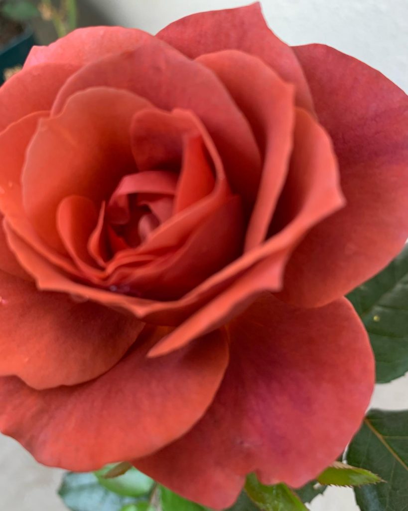 ベランダ鉢植えの薔薇ロイヤルサンセット  ブルームーン　　ホットココア開花今年も楽しみ〜♬
