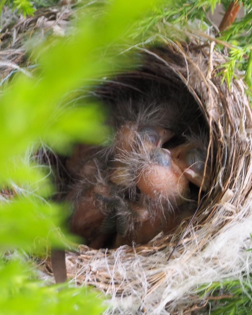我が家のベランダ鉢植えクレストの野鳥の巣四羽の雛たちの成長野鳥の名前がわかりますか?