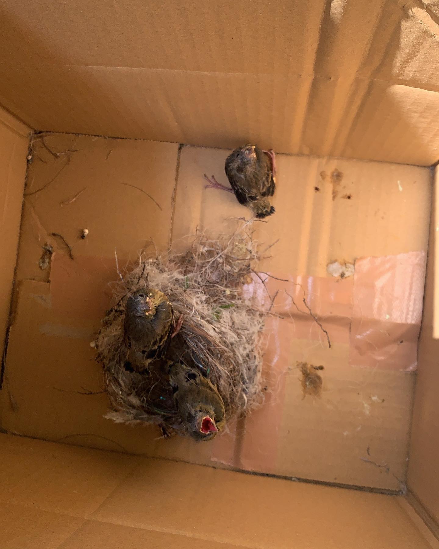 我が家のベランダ鉢植えクレストの鳥の巣巣から飛び降りた雛たち回収して段ボール箱に親鳥は緊急事態発生　うろうろと鳴きながら飛びまわって雛を呼んでる。とりあえず段ボール箱に巣を入れてみました。#鳥の巣　#野鳥　#バードウオッチング　#癒しの時間　#楽しい