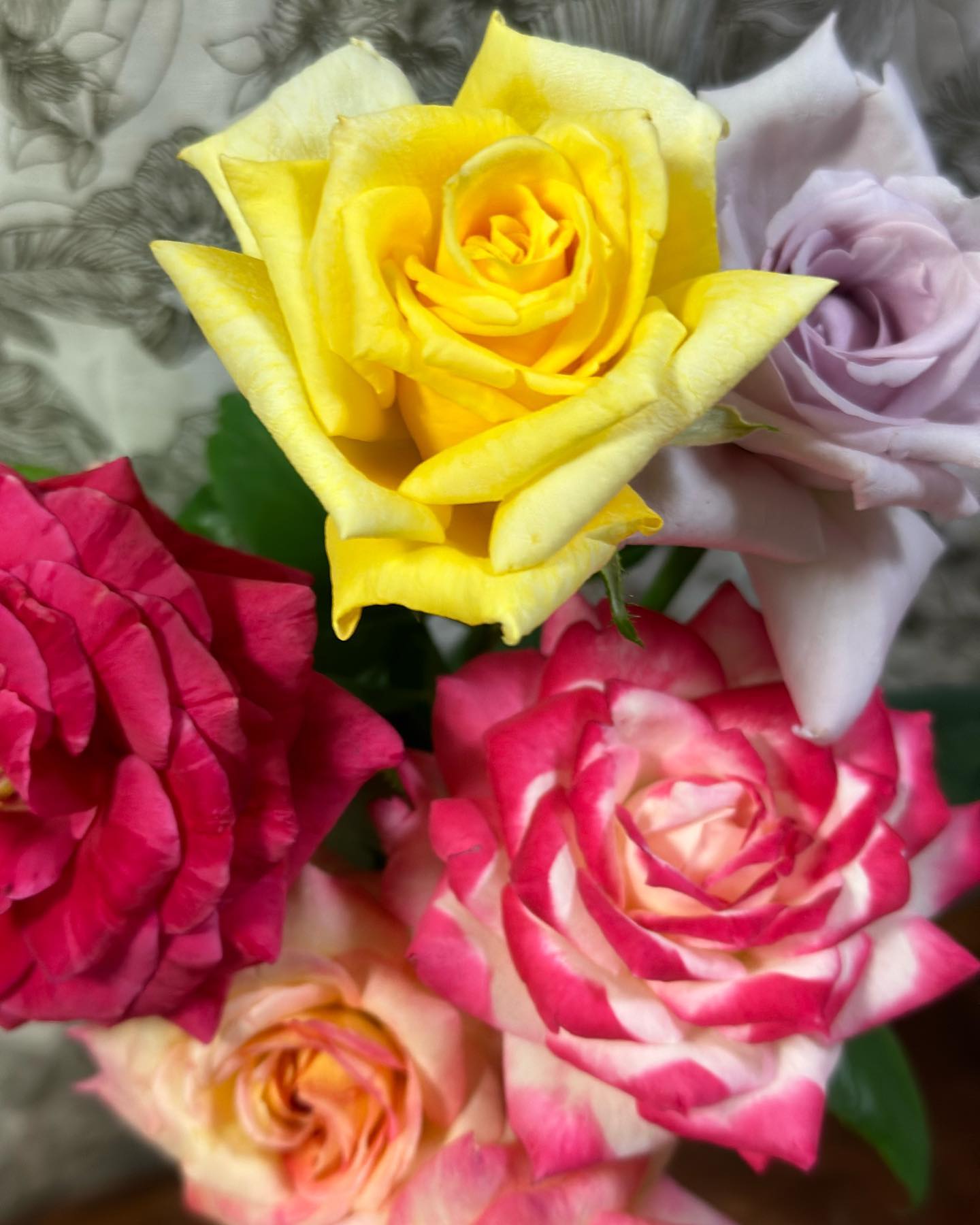 今朝の薔薇　ベランダ鉢植えのバラ#ブルームーン  #センチメンタル  #ラブアンドピース　#ジュビレデュプリンスドゥモナコモナコ　　綺麗〜#ばら好き #薔薇好き #人生を変える