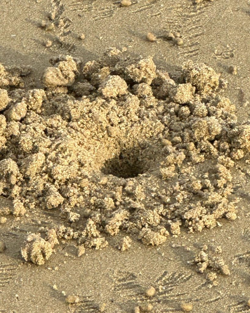 古賀の海岸カニの?穴　横歩きのデザイン砂の絵