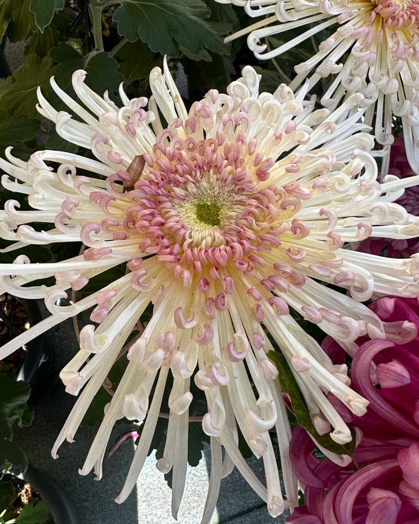 菊が綺麗でしょキクの花言葉は「高貴」「高尚」「高潔」です。
