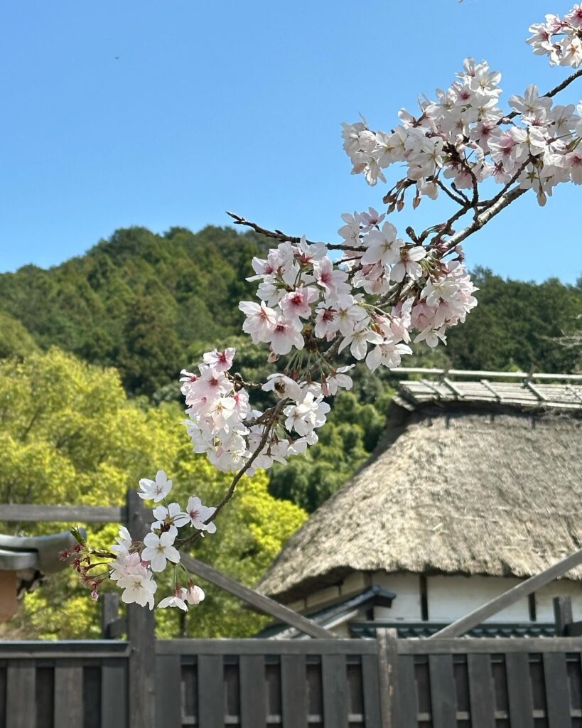 秋月城跡桜並木道　田園風景と桜並木道　素敵です。