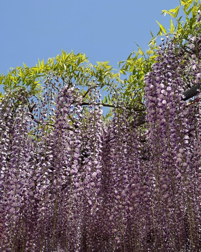 福岡県　中山大藤　花の香り　色　花房　美しい