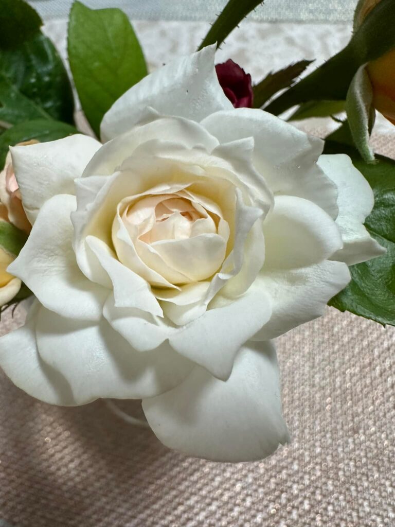 蝉時雨と共に朝日をあびて今日の薔薇　