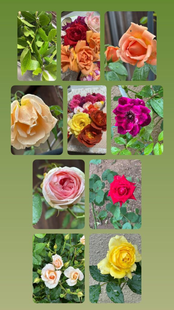 今朝の薔薇たち　＃薔薇好き　＃ロイヤルサンセットピエールロンサール　＃琴音