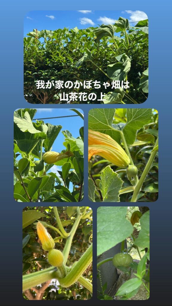 ＃庭のある暮らし かぼちゃのつるは龍🐉の如く伸びてのびて山茶花の上につるを伸ばして張り出しました。