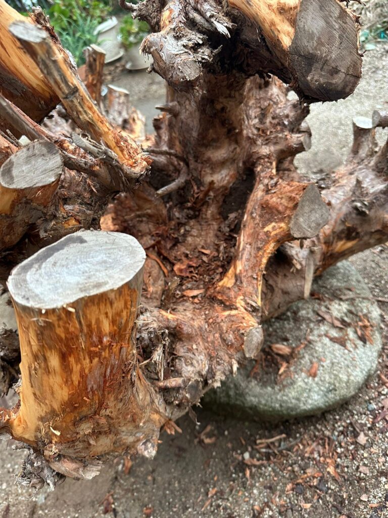 昨年は抜根生活　最後に抜いた大物　記念にオブジェにしよう〜雨が降れば　皮剥　ずいぶん剥がれてきた皮剥　根っこの整理　削る　磨く　などなど工程は長い時間が掛かりそう＃抜根　＃皮剥　＃削る　＃磨く　＃オブジェ
