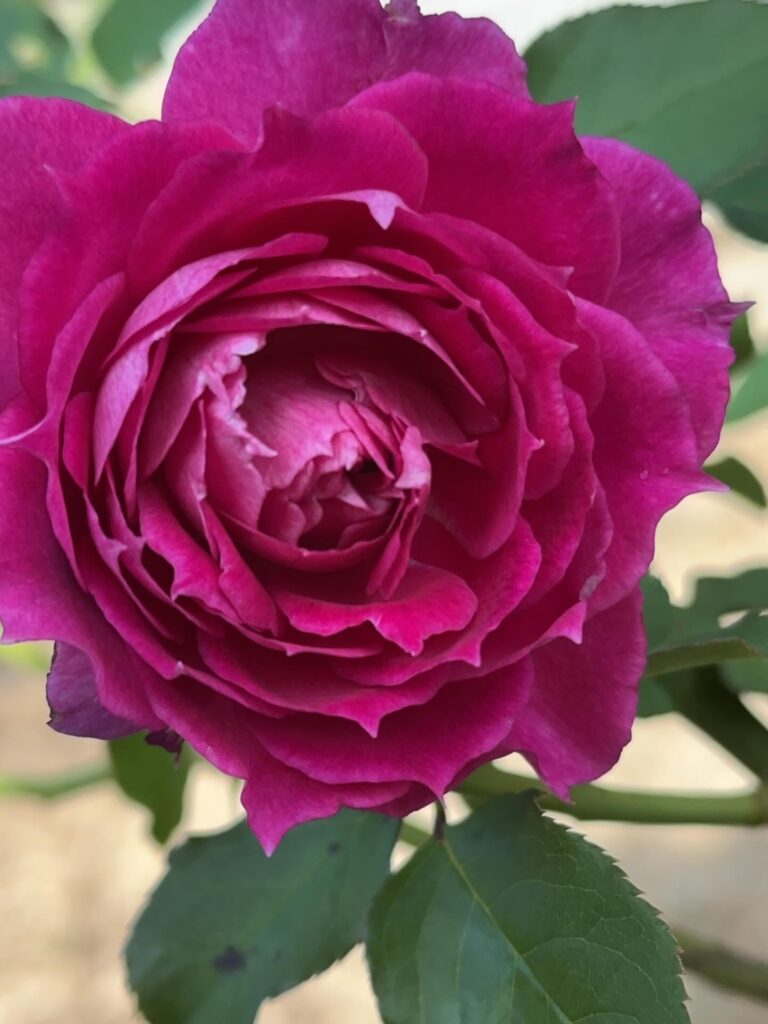 秋の庭　秋薔薇咲き出しました。