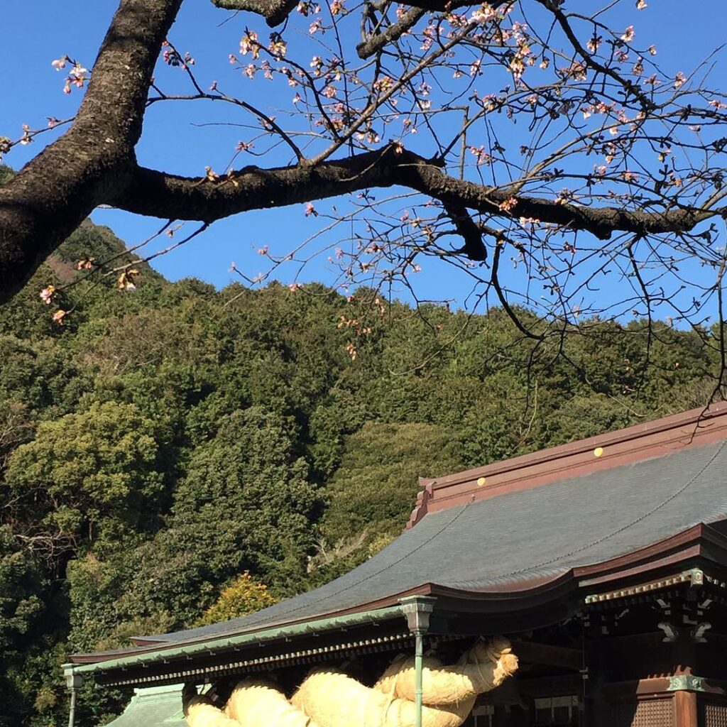宮地嶽神社参詣〜〜 寒緋桜が開き始めてる〜