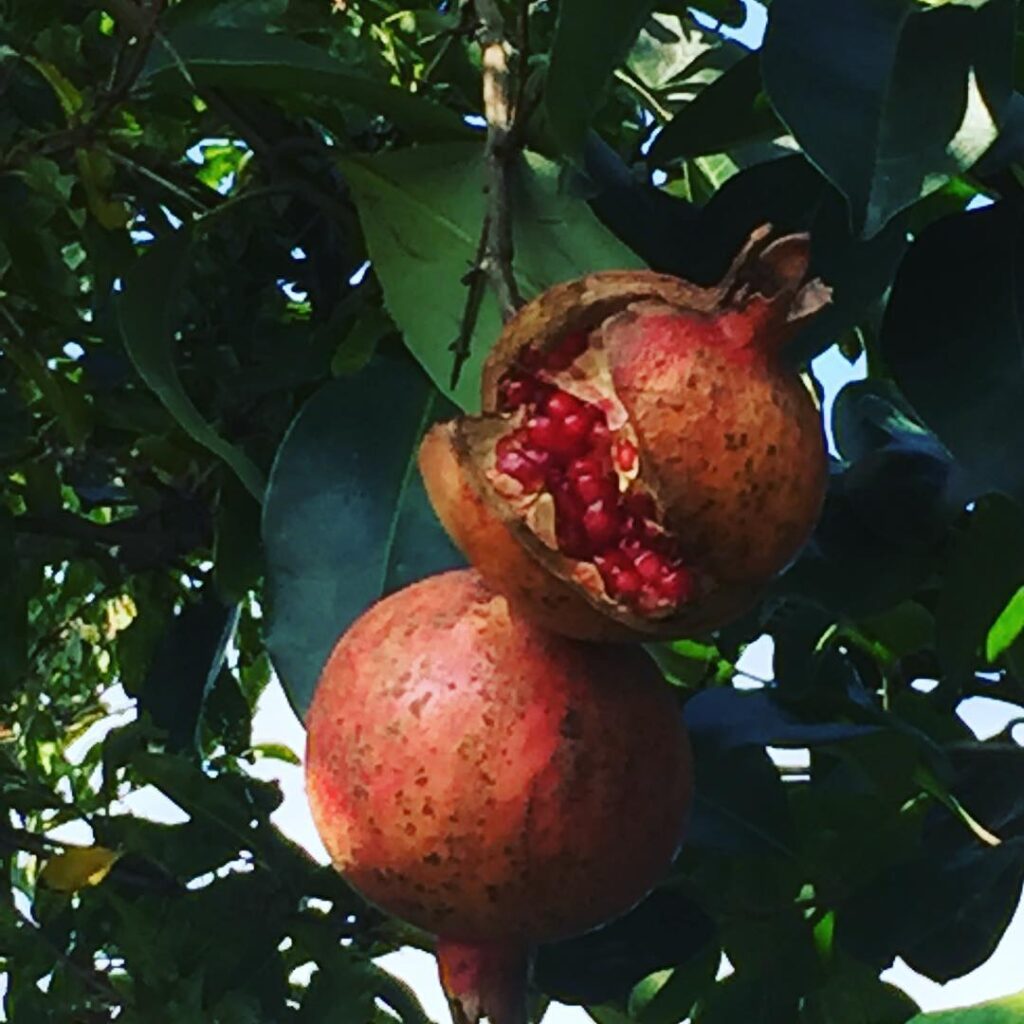 柘榴ざくろが八割れてました。