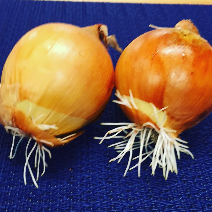 冷蔵庫の中で根が生えた〜〜♪