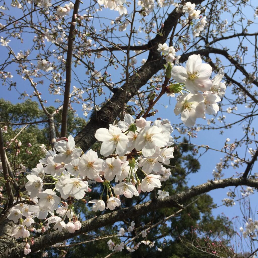 桜咲く〜〜