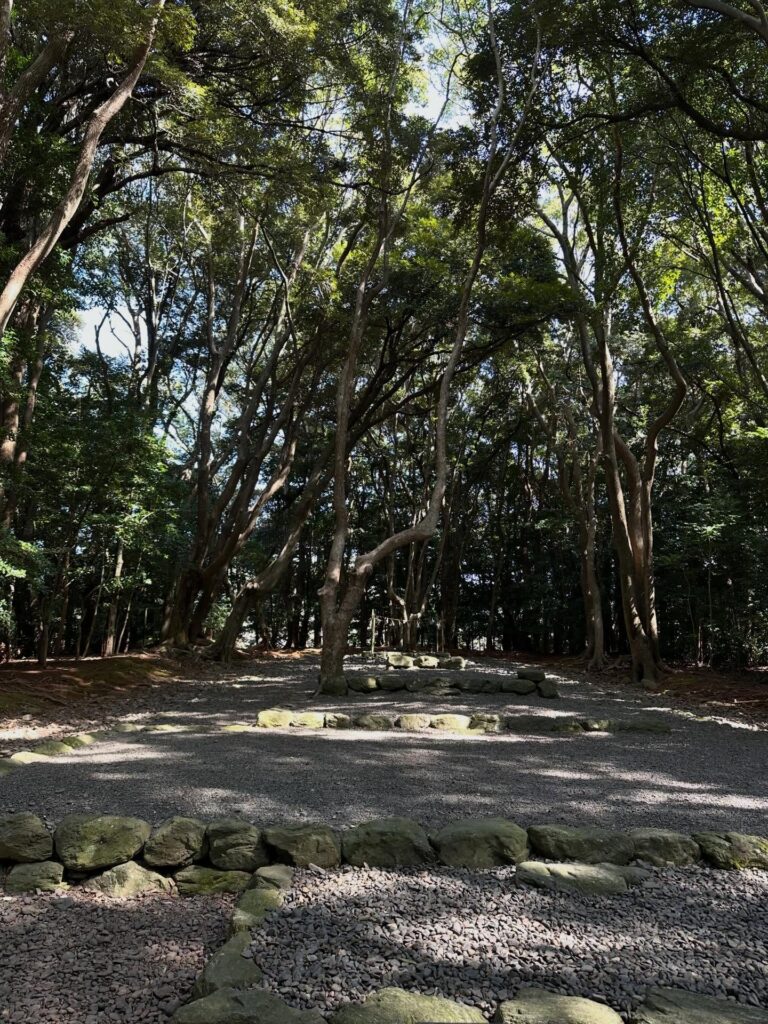 #宗像大社 #高宮祭場 朔日参詣 オガタマの花が咲いてました。