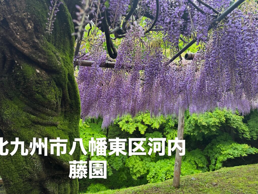 河内の藤園 巨大な根っ子長い藤房 白い藤 ピンク藤 薄藤色 濃い藤色 八重藤 たくさんの藤が大切に守られて美しく咲き誇っていました。