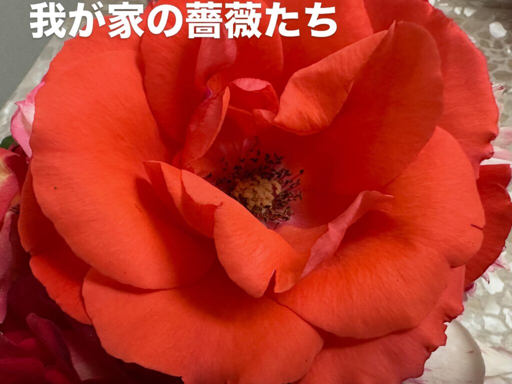 今朝の薔薇〜
