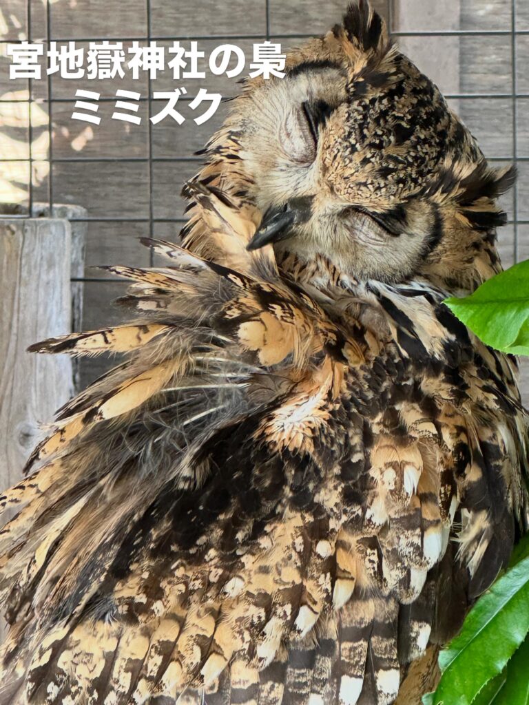 宮地嶽神社へ参詣 ミミズクさんお元気ですか?