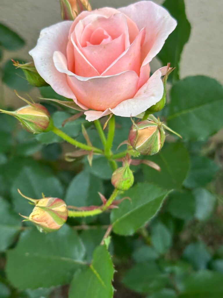 今日の薔薇