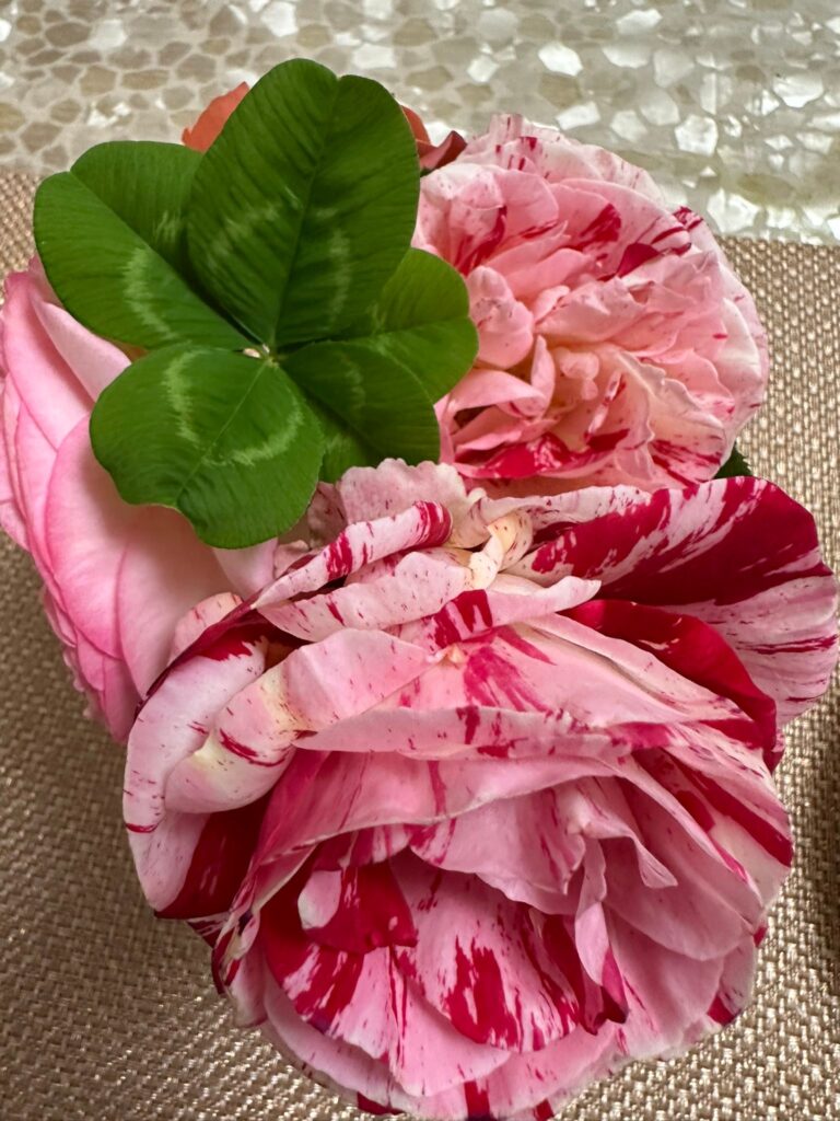 今日の薔薇たち〜五つ葉のクローバー見つけました。