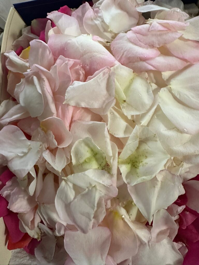薔薇大好き〜 庭の薔薇たち満開です。