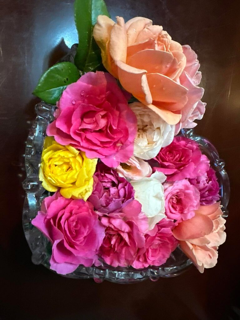 今朝の薔薇