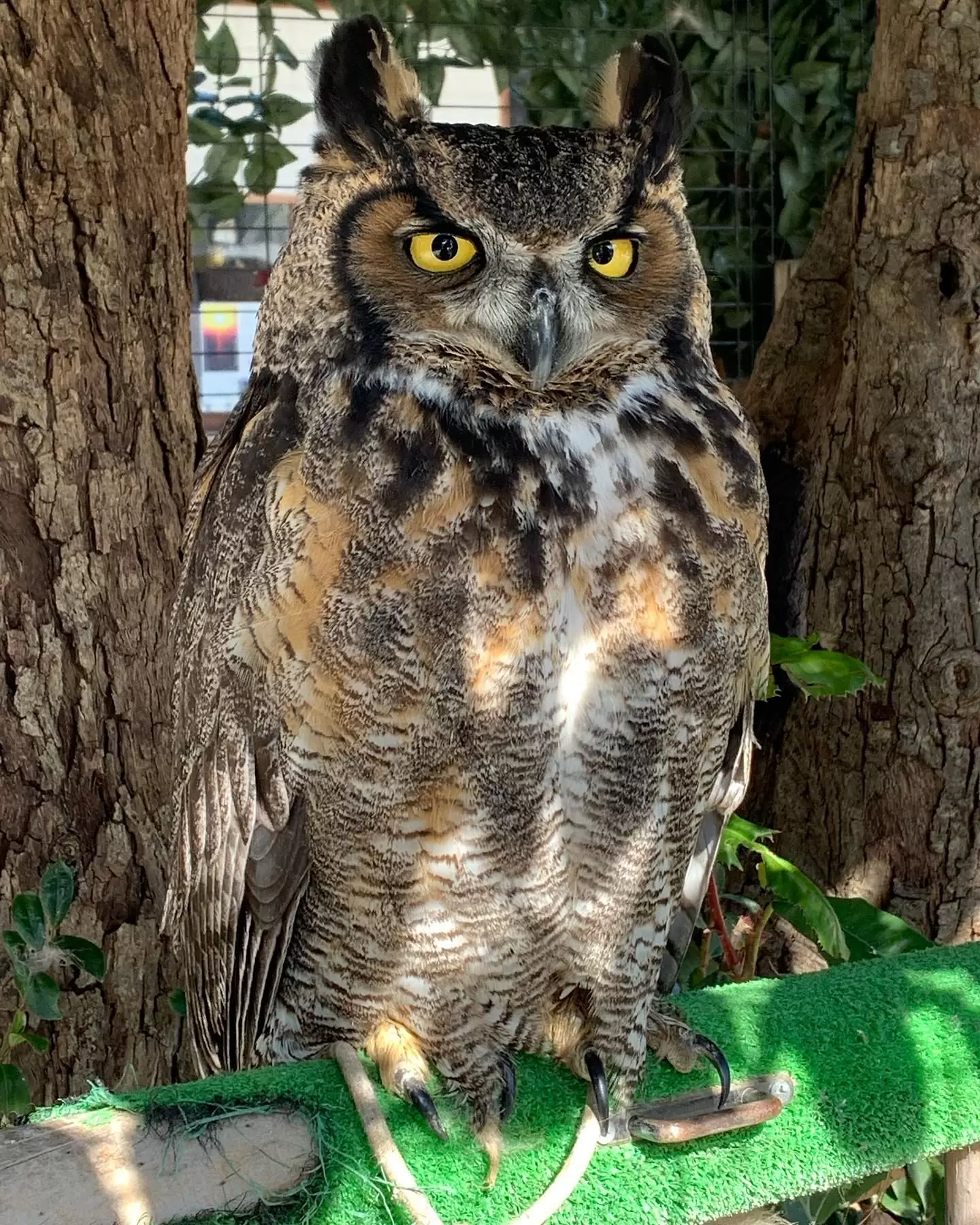 朔日詣　1日遅れ宮地嶽神社へフクロウ🦉梟　不苦労#疫病退散　#開運　#家族関係#対人関係  #前世鑑定の吉田翠香#ヒプノセラピー  #本当の自分 #魂の記憶　#スピリチュアル #ひとり