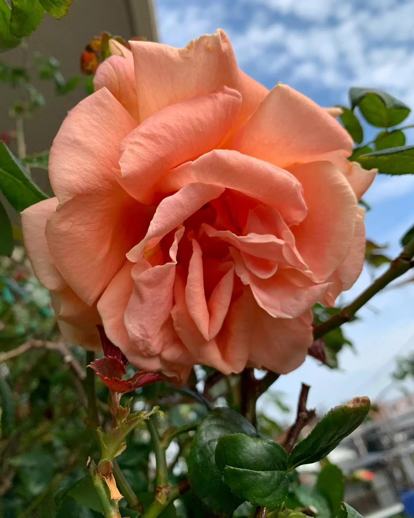 今朝の薔薇#薔薇好き　#薔薇好きさんと繋がりたい #出逢いの意味　#癒しの時間　#前世の記憶