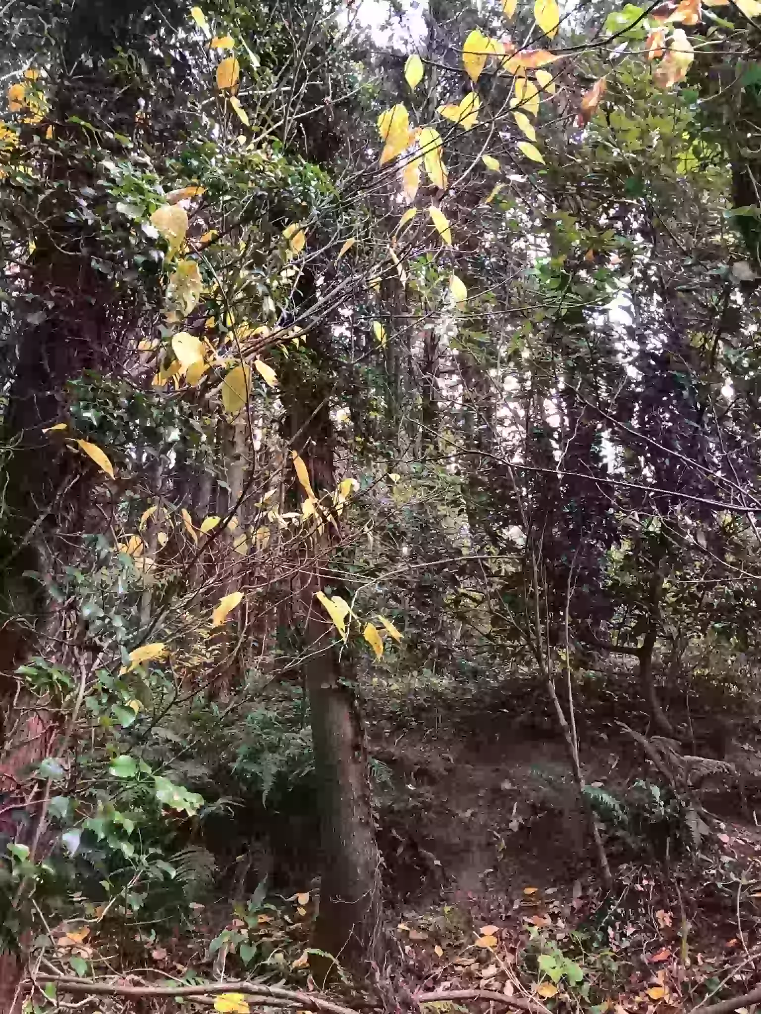 平成3年に植林した杉の木が樹立#癒しの時間　#森林浴　#杉