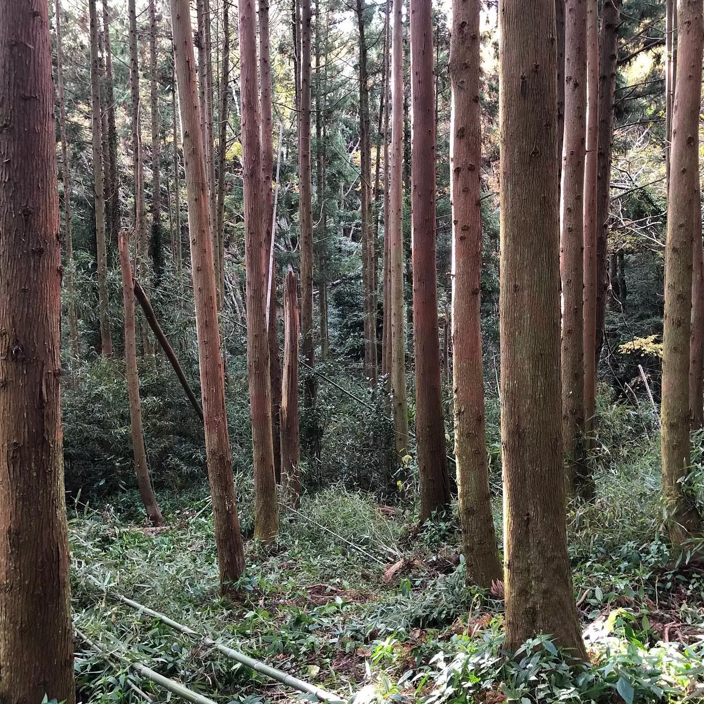 杉林　管理地　竹伐採#森林浴　#癒しの時間　#伐採