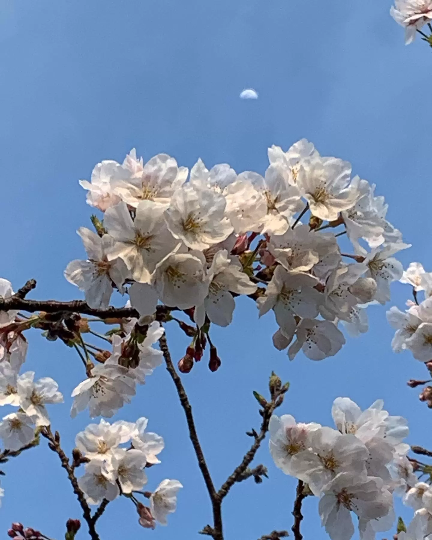 桜　青空に映える　薄桜色#桜　#散歩　#癒し時間　#前世#出逢いの意味や関わりの前世因果因縁関係を視る ＃前世鑑定の吉田翠香