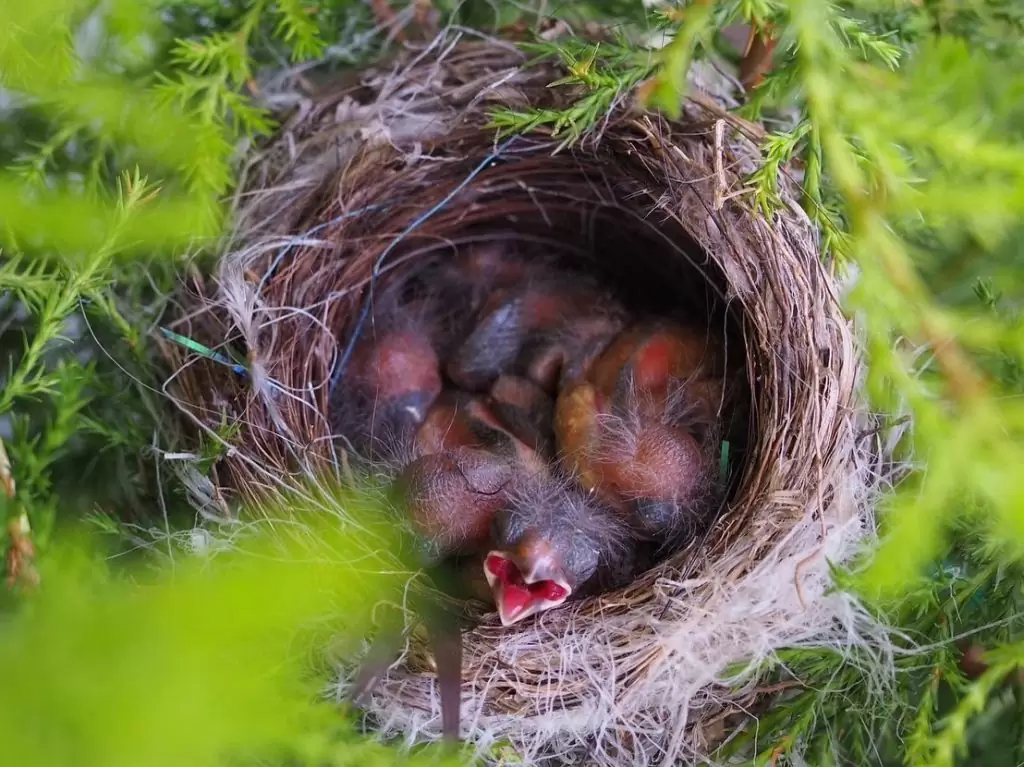 我が家のベランダ鉢植えクレストの鳥の巣日々の成長が楽しみ餌を待つ雛鳥たち5個の卵を見つけて2週間くらい重なり合っている雛鳥さて五羽いるのか…