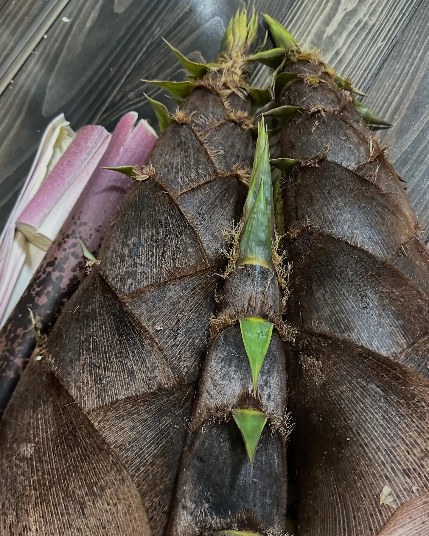 筍 今が旬 頂きました。いろいろ親類がある #たけのこ#筍 #孟宗竹 #真竹 #四方竹孟宗竹(もうそうちく):最も多く食べられている種類で、柔らかく、香り高いのが特徴.収穫時期は3月~5月.スーパーや直売所でもよく見かける.淡竹(はちく):長野県が産地で、一般的にはあまり出回っていない.味がよく、あく抜きも不要で、生で食べられることも.旬は5月中旬.真竹(まだけ):別名「苦竹」とも呼ばれ、収穫後にえぐみが出てくるのが特徴.成長が早く、1日で1m近く伸びることもある.旬は5月下旬~6月初旬で、歯ごたえのあるたけのこなので、炒め物料理に適している.根曲がり竹(ねまがりだけ):東北や北海道に多く生育し、香りがよく、えぐみも少ないのが特徴.旬は5月中旬~6月下旬で、柔らかく、小さめ.四方竹(しほうちく):比較的小さく、笹の若芽である根曲がり竹とは異なり、地元の食卓に並ぶことは少ないが、地方によっては珍重される.