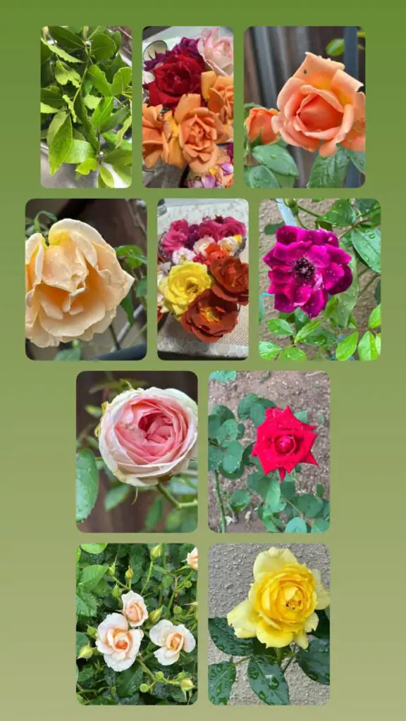 今朝の薔薇たち　＃薔薇好き　＃ロイヤルサンセットピエールロンサール　＃琴音