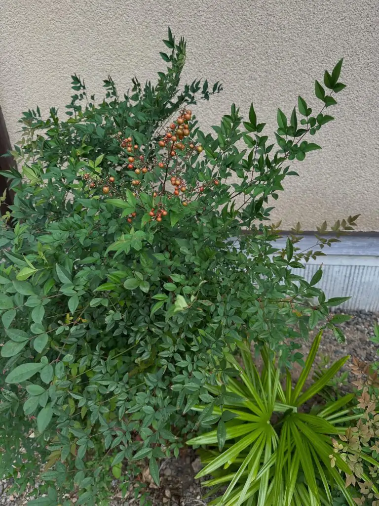 庭がある暮らし　季節が移りゆく楽しみ感じてる